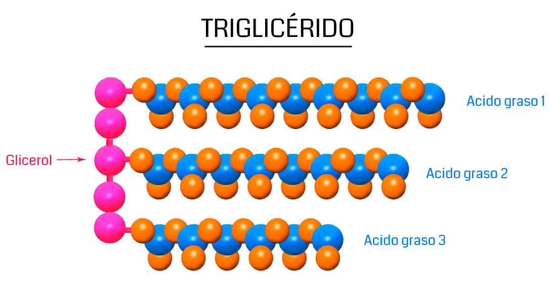 Triglicérido